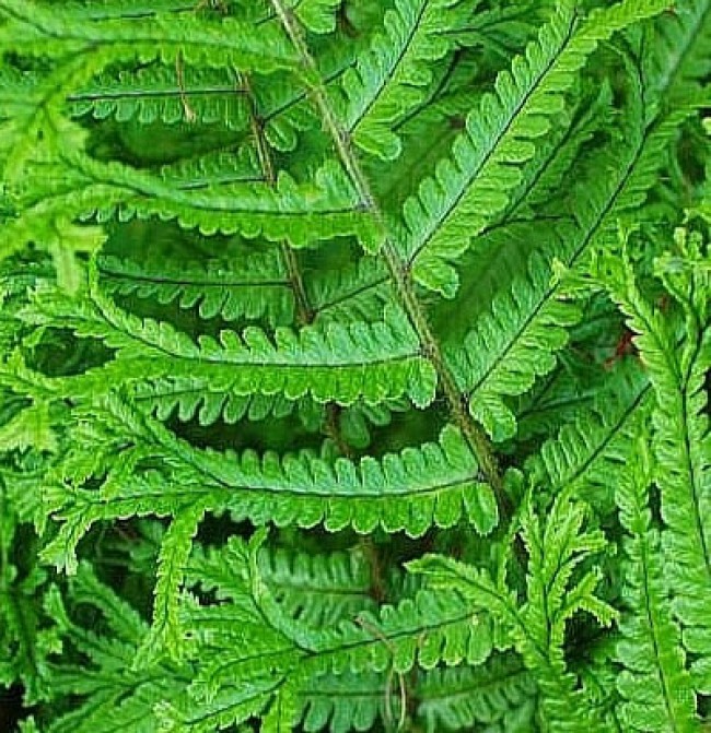 Narecznica 'Cristata The King' (Dryopteris affinis)